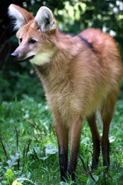 Гривастый или гривистый волк (лат. Chrysocyon brachyurus) (англ. Maned wolf)