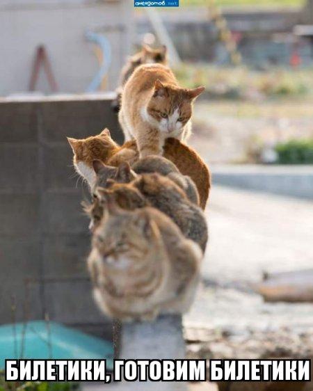 Котяры и другие, всякие разные, уматные...