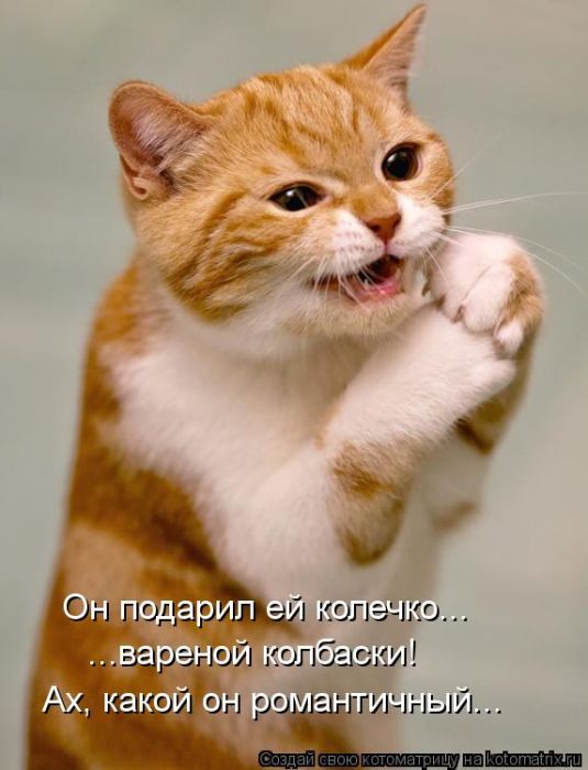 Котоматрицы великолепные, каждая с кусочком тепла, позитива и улыбкой! Котоматрицы великолепные, каждая с кусочком тепла, позитива и улыбкой!