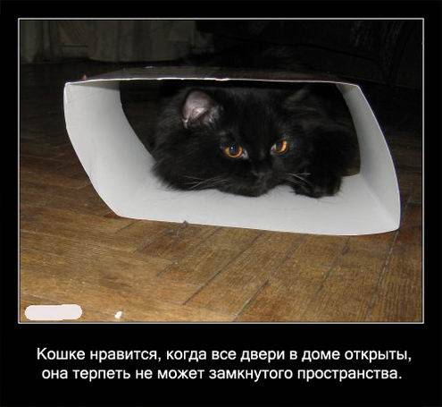 Интересные факты о кошках в картинках Интересные факты о кошках в картинках