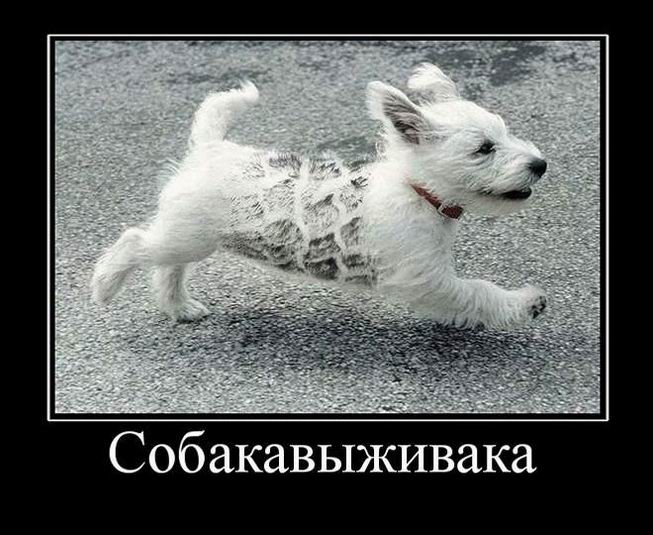 Демотиваторы, правильный фотограф... Демотиваторы, правильный фотограф...