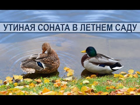 Утиная соната в Летнем саду Утиная соната в Летнем саду