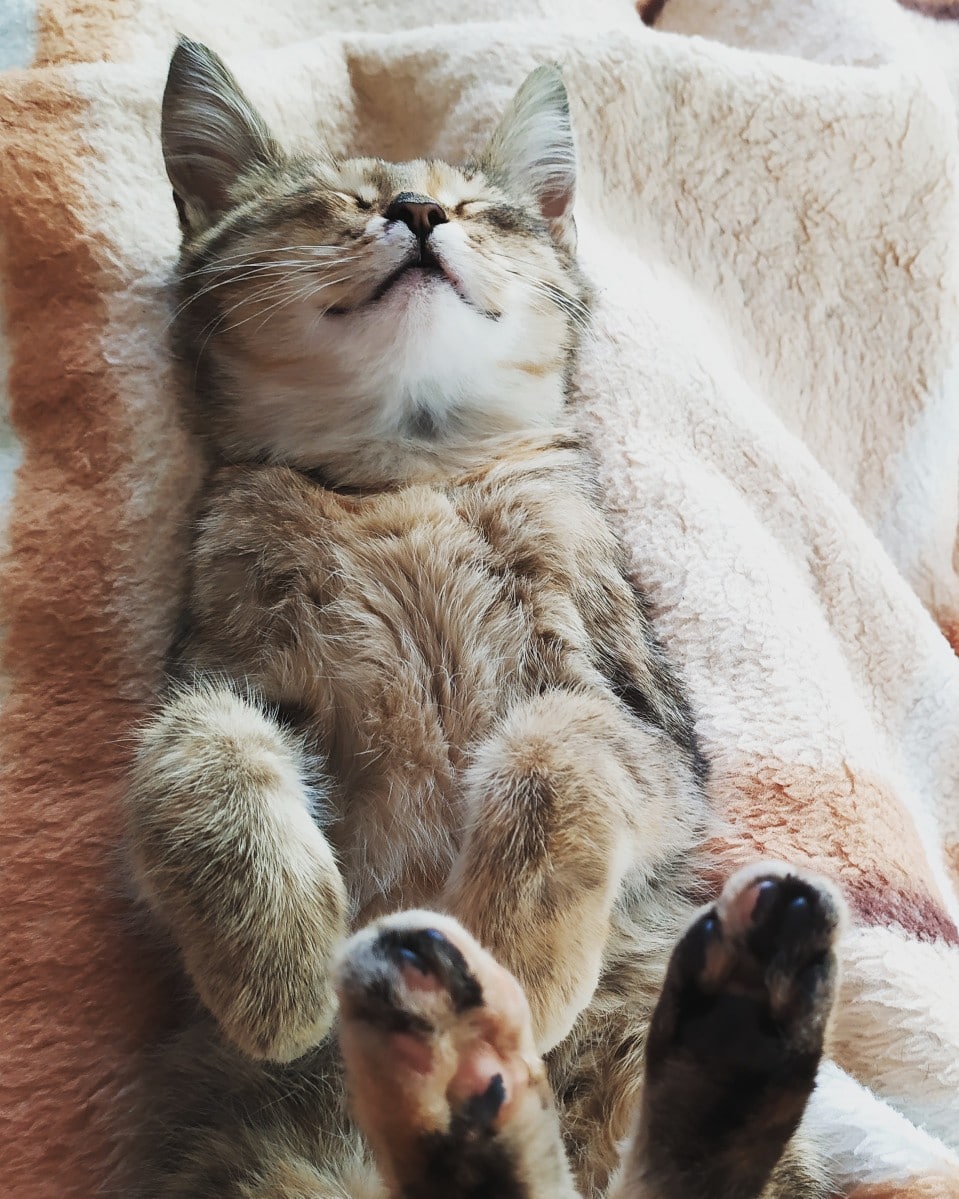 помощь кошке кошка спит