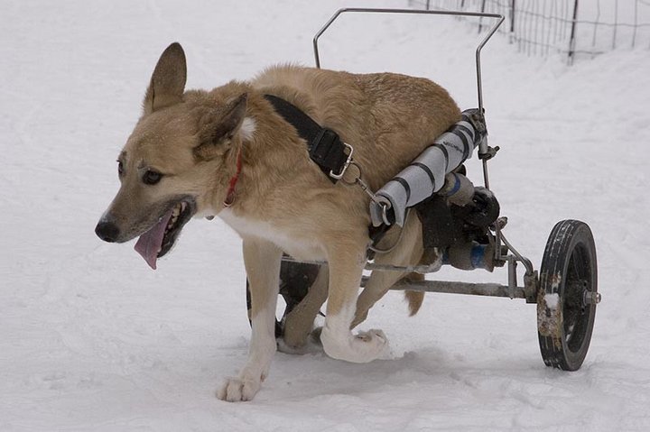собаки