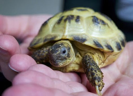 https://www.pitomec.ru/upload/admin/images/article/2015/tortoise-sick-03.jpg