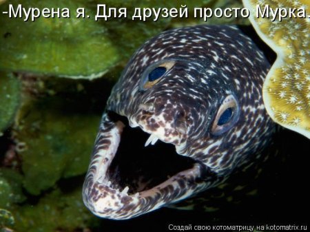 котомашечки от Лисицы))
