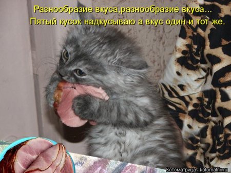 котомашечки от Лисицы))