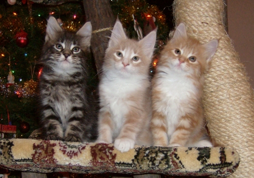 http://img0.liveinternet.ru/images/attach/c/2//65/277/65277813_mainecoonkittens1.jpg