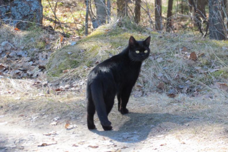 Кошачий язык расшифруют через 5 лет