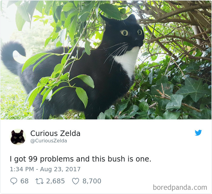 Curious-Zelda-Cat-Tweets