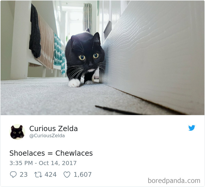 Curious-Zelda-Cat-Tweets