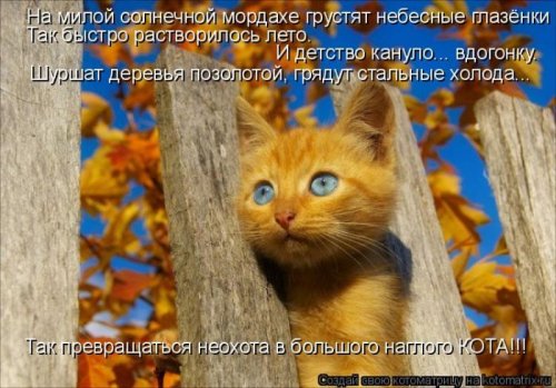 Веселая котоматрица свежак!