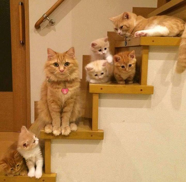 Гордые мамы-кошки со своими многочисленными котятами Гордые мамы-кошки, кошки со своими котятами
