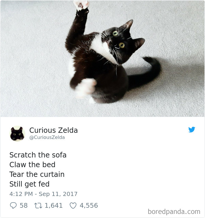 Curious-Zelda-Cat-Tweets