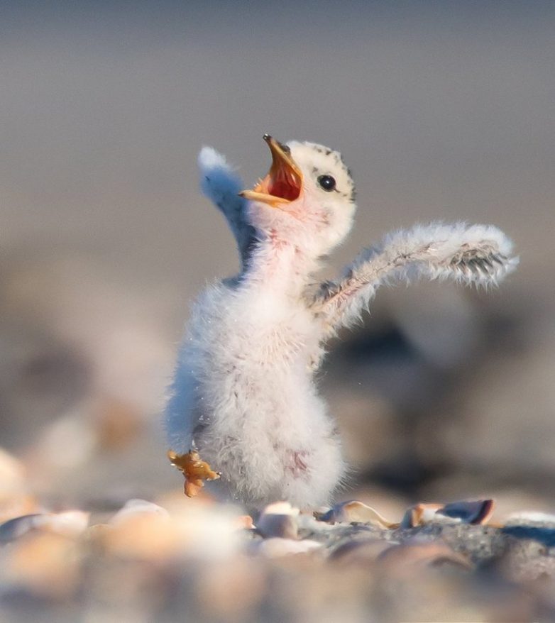 Финалисты конкурса Comedy Wildlife Photography Awards 2018 Финалисты конкурса Comedy Wildlife Photography Awards 2018