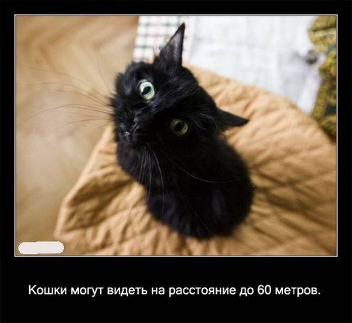 Интересные факты о кошках в картинках Интересные факты о кошках в картинках