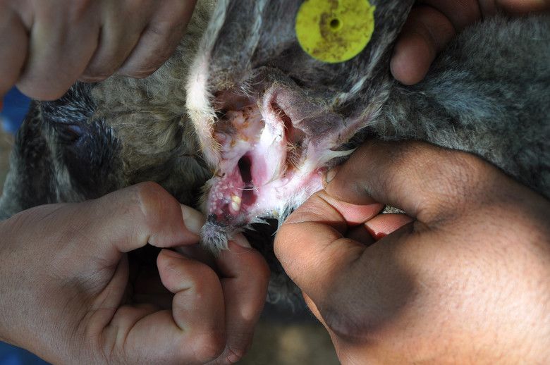 В Турции у овцы-мутанта выросла вторая челюсть в ухе, а в Аргентине родился "козел-дьявол"