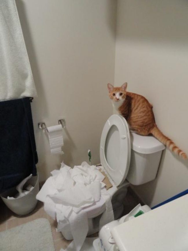 Животные, которые никак не ожидали увидеть хозяина