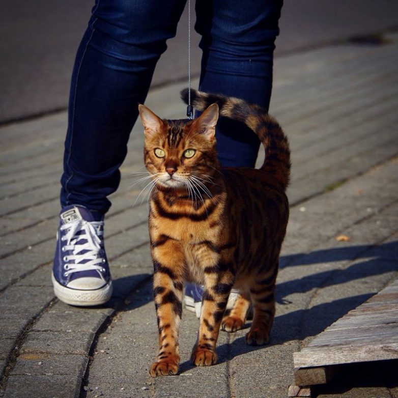 Кот, который стоит больше, чем твой iPhone