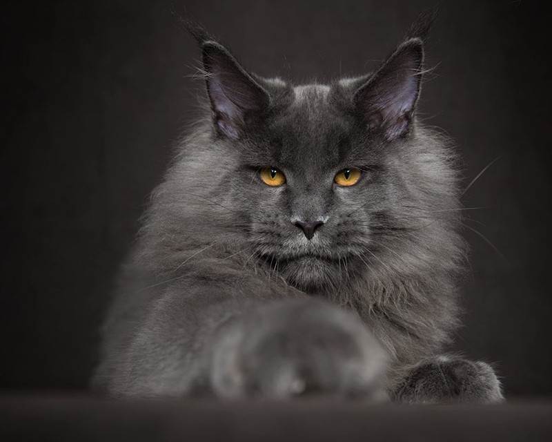 Мэйкуны - фантастические коты. Словно лев в миниатюре! Мэйкуны - фантастические коты. Словно лев в миниатюре!