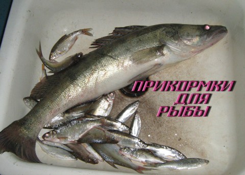 наживку для рыбы сделать наживку для рыбы сделать