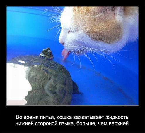 Интересные факты о кошках в картинках Интересные факты о кошках в картинках