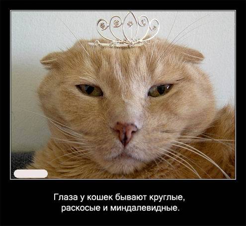 Интересные факты о кошках в картинках Интересные факты о кошках в картинках
