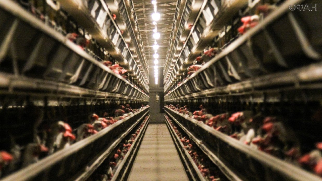Евросоюз запретил поставки мяса птицы из некоторых регионов России