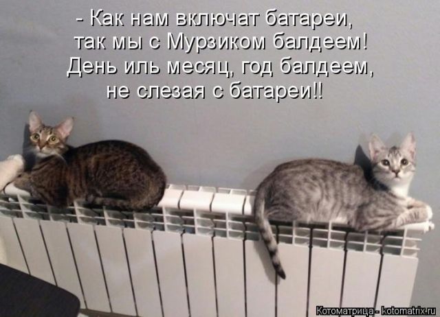 Лучшие котоматрицы недели (50 фото)