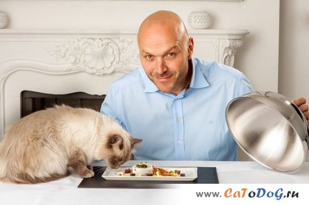 Омары и роллы с черной икрой для элитных английских кошек Омары и роллы с черной икрой для элитных английских кошек