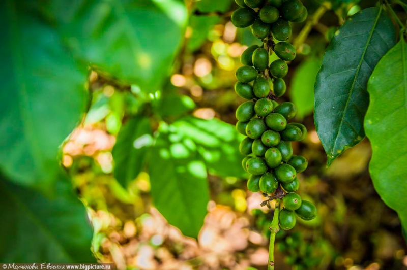 Как устроено производство кофе в Доминикане доминикана, кофе, производство