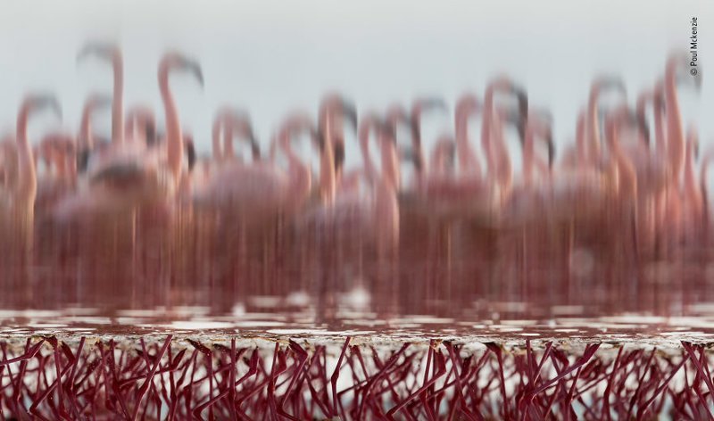 "Фламинго в отражении" - Пол Маккензи, Ирландия - Гонконг, категория "Креативное видение" Wildlife Photographer of the Year, дикая природа, животные, красота, снимки-победители, фото, фотография, фотоконкурс
