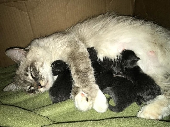 Черные котята и кошка Кошка с котятами