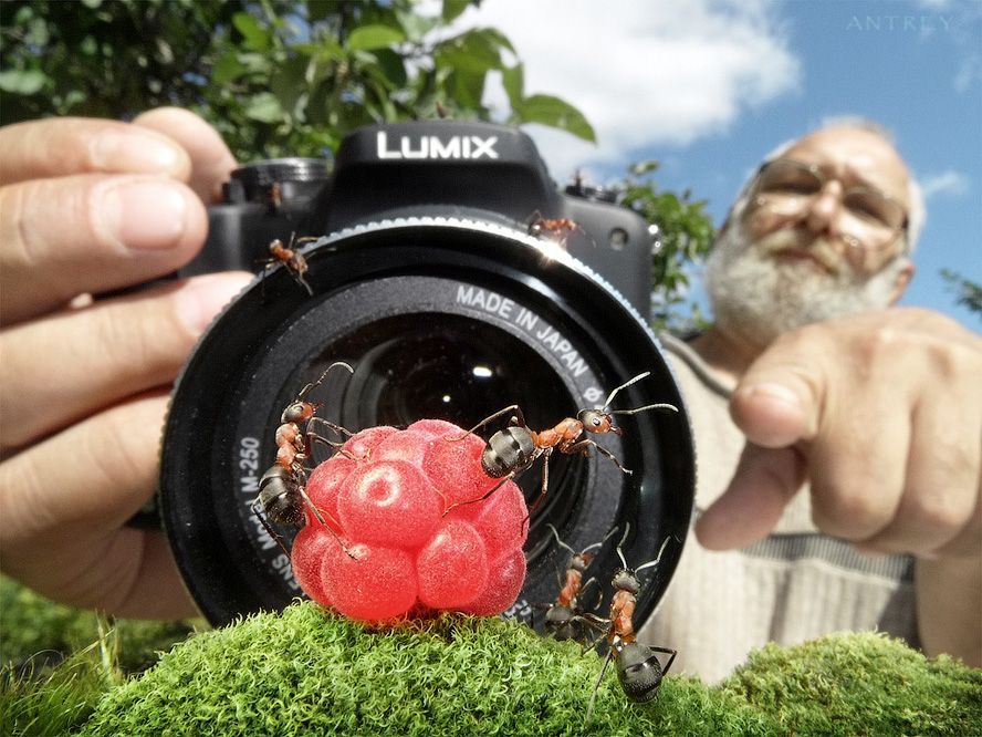 NewPix.ru - Муравьиная жизнь. Интервью с муравьиным фотографом NewPix.ru - Муравьиная жизнь. Интервью с муравьиным фотографом