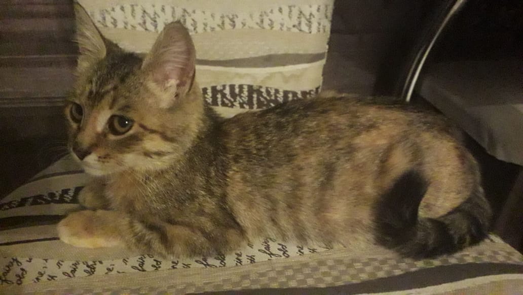 полосатая кошка