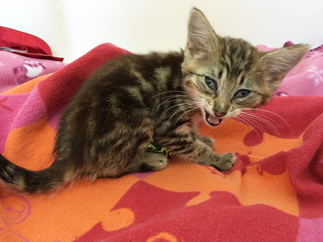 спасение котёнка больной котенок на оранжевом покрывале