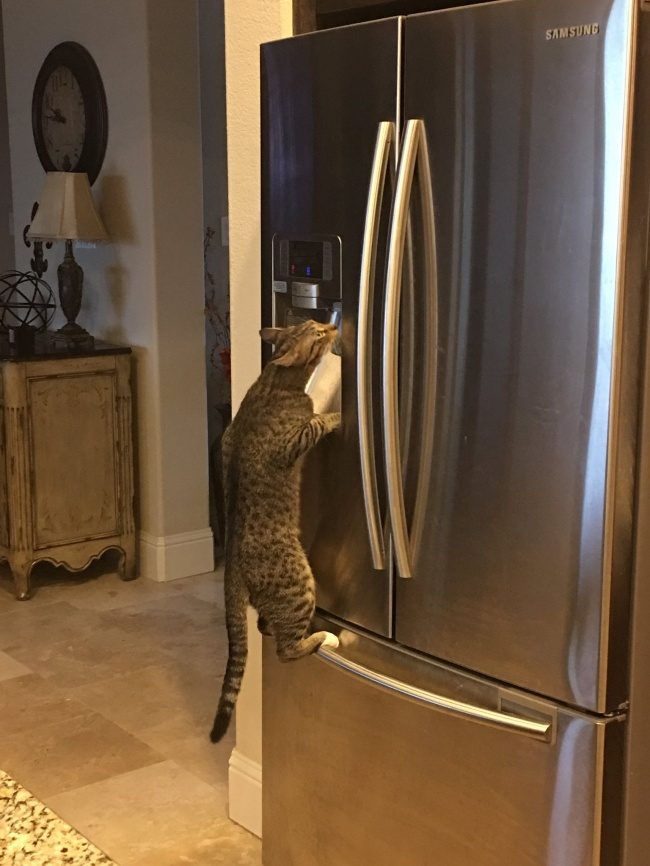 Животные, которые никак не ожидали увидеть хозяина