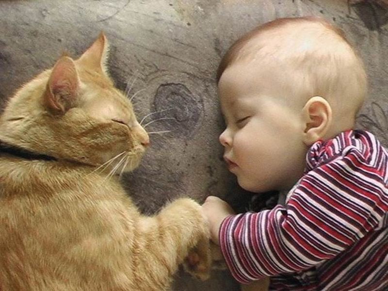Почему мы любим кошек CatsGoldenHearts16 Почему мы любим кошек