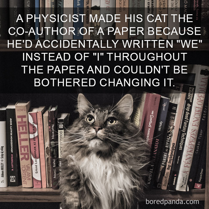 Cat Fact