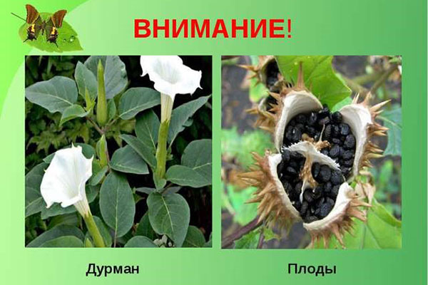 созрели семена дурмана