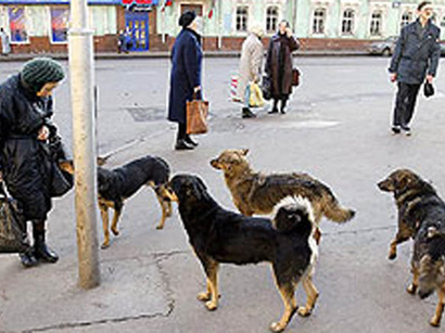 животные - новости по теме животные, аналитика, события в России и в мире, дискуссии на тему животные.