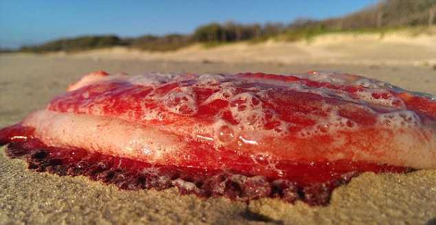 На австралийский пляж выбросило таинственное красное существо