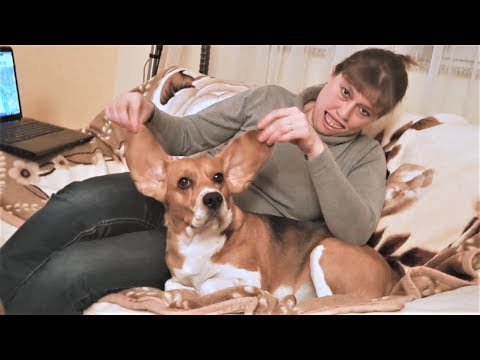 Приколы с животными 2018 Смешные Приколы с собаками Такса знакомится с Ёжиком и Бигль Ушастик Приколы с животными 2018 Смешные Приколы с собаками Такса знакомится с Ёжиком и Бигль Ушастик