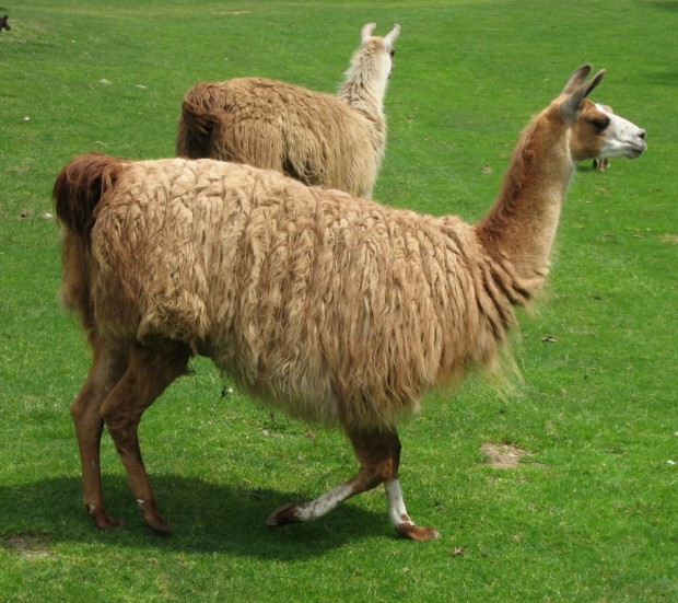 Ламы (лат. Lama) (англ. Lama)