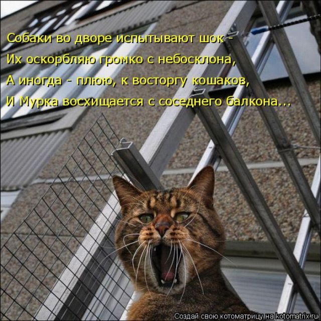 Лучшие котоматрицы за прошедшую неделю)) Лучшие котоматрицы за прошедшую неделю))