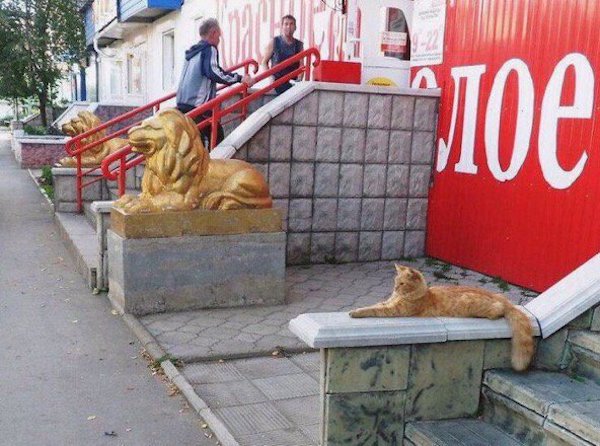 2204269 29 Russia is number one exporter of insanity! (25 Photos)