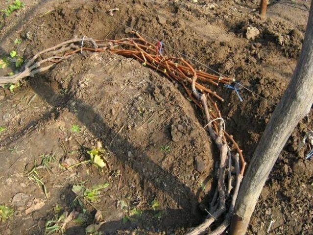 КАК ПРАВИЛЬНО ОБРЕЗАТЬ И УКРЫВАТЬ ВИНОГРАД НА ЗИМУ