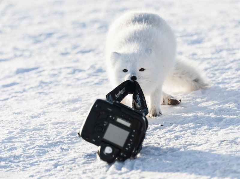 3. "Не оставляйте камеру без присмотра" (фото: ичу фон Бешвиц, Канада) Comedy Wildlife Photography Awards, животные, конкурс, природа, смех, фотография, юмор