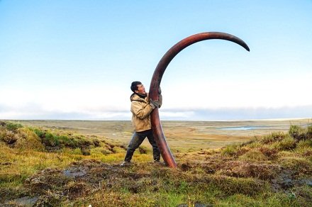 4 Большой бивень 4 Большой бивень