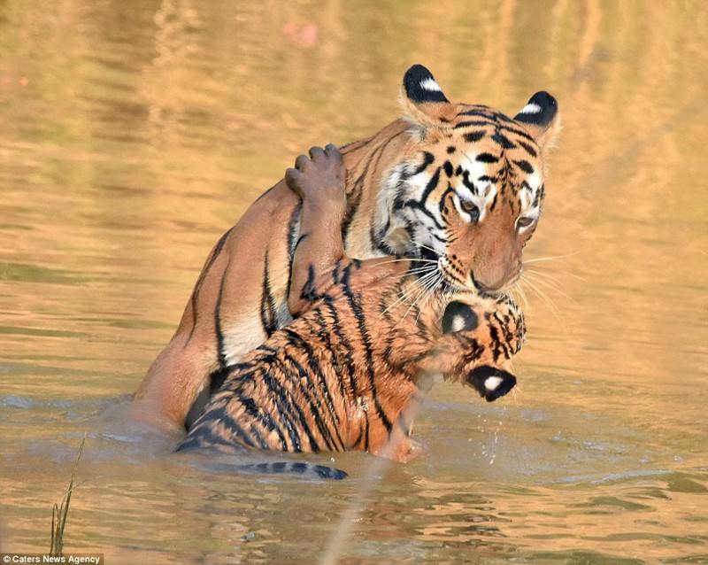 «И за ушами помой!» Как тигрица купала своего малыша в реке (10 фото)